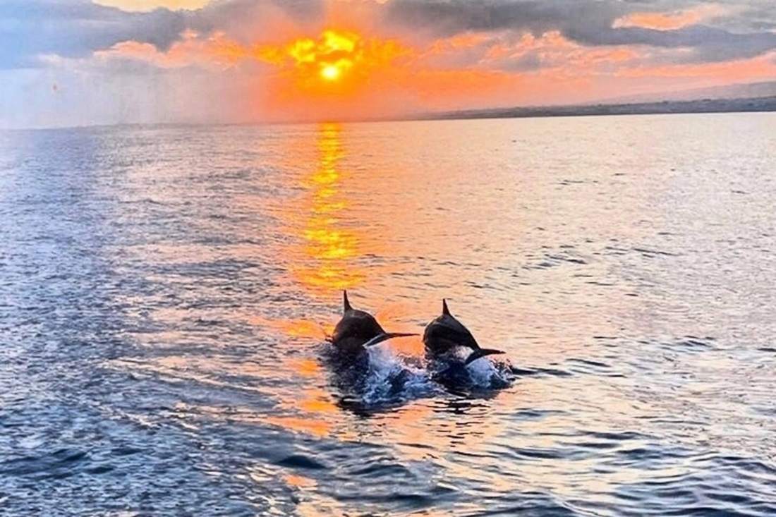 Dolphins surfacing at sunset near Hilton Head Island
